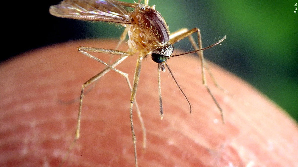West Nile virus detected in mosquito pool near Swan Lake