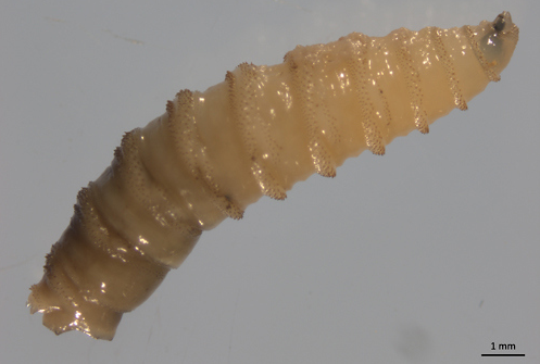 Warning for El Paso pet owners as New World screwworm detected nearby