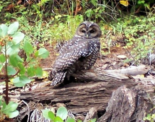 Oregon files lawsuits with 20 other states to defend endangered species