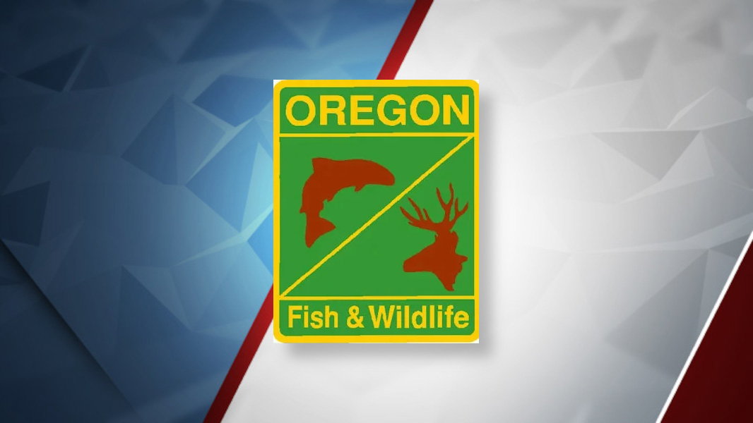 U.S. Fish and Wildlife Service loses 36% of workforce since 2024
