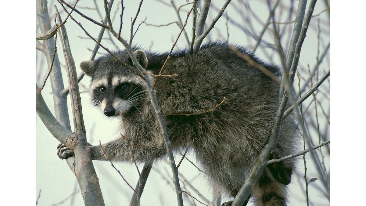 Pocatello man attacked by a raccoon while getting mail