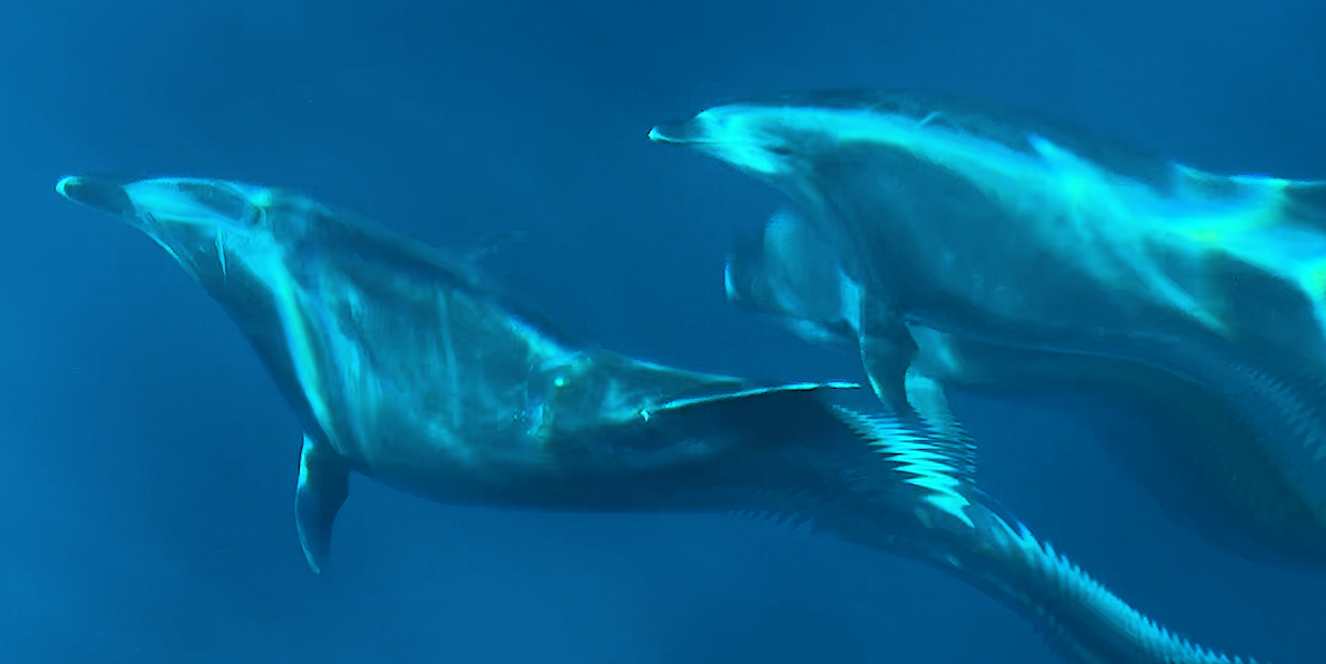 Santa Rosa Island Boat Ride Turns Into Front-Row Wildlife Show