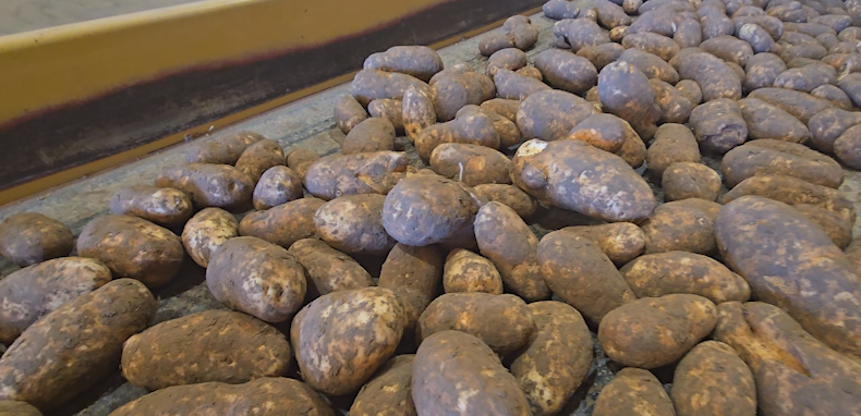 Rising costs and drought stress the potato industry