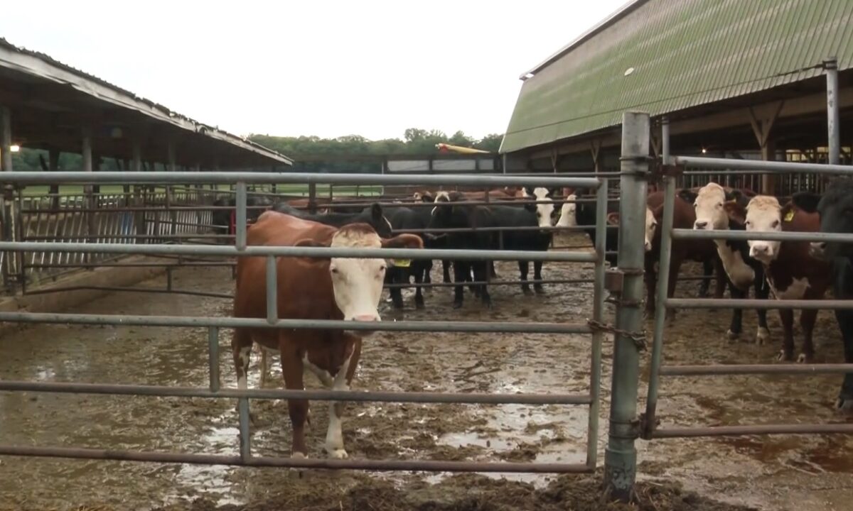 Dave Morris Farms in Delafield is feeling the strain. The farm has been around since the 1940s. They farm corn