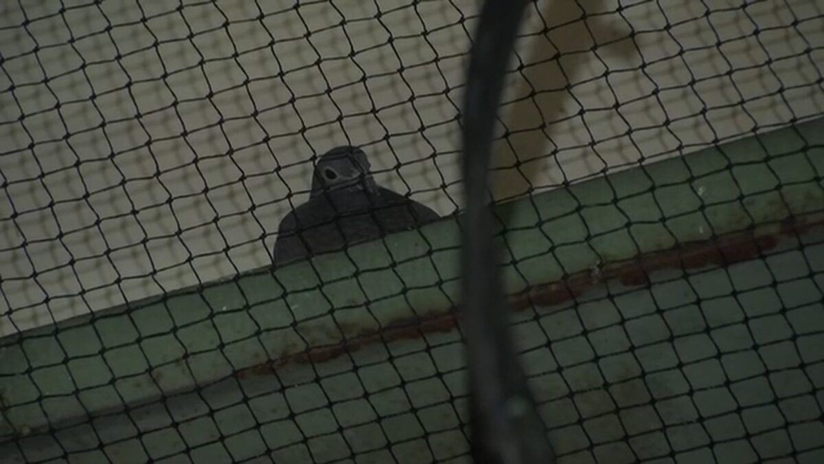 New York wildlife advocates are calling for a ban on underpass netting
