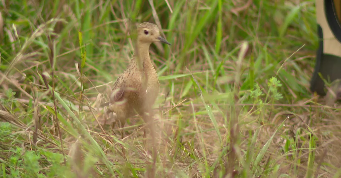 The Wildlife Rehabilitation Center released a buff-breasted sandpiper back into the wild.