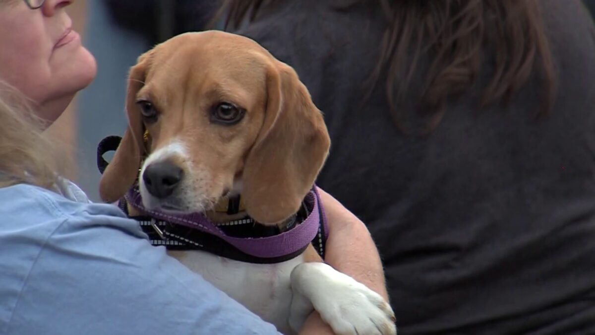 The closing of Ridglan Farms led to the release of over two thousand beagles that were used for animal testing. That closure captivated the nation. To celebrate that closure dozens of animal activists and lovers gathered in Madison on Saturday for a reunion with a renewed focus to free more beagles from another facility with steps to do so already taking place.
