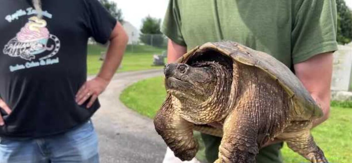 A snapping turtle named Dino