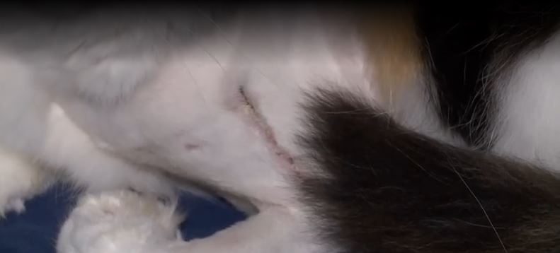 Days after law enforcement in Palm Beach County announced they're searching for a serial cat shooter