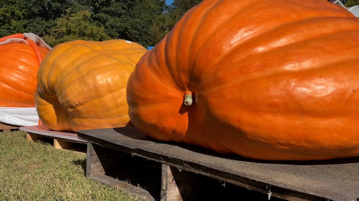 Vermont pumpkin growers competed the Annual Giant Pumpkin Weigh-In