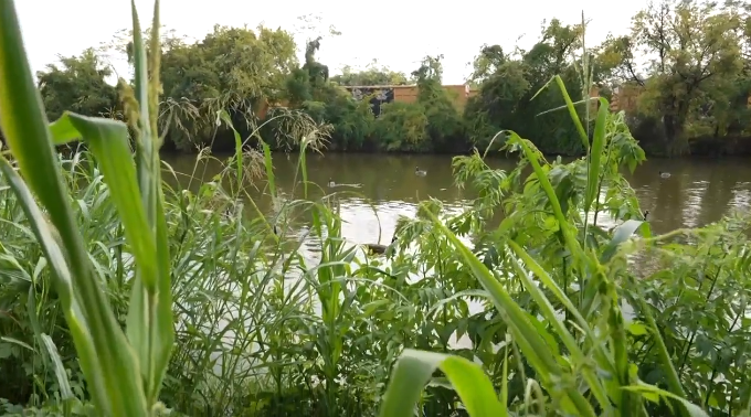 Cornstalks have sprouted along the bank of the canal on the Capital Trail