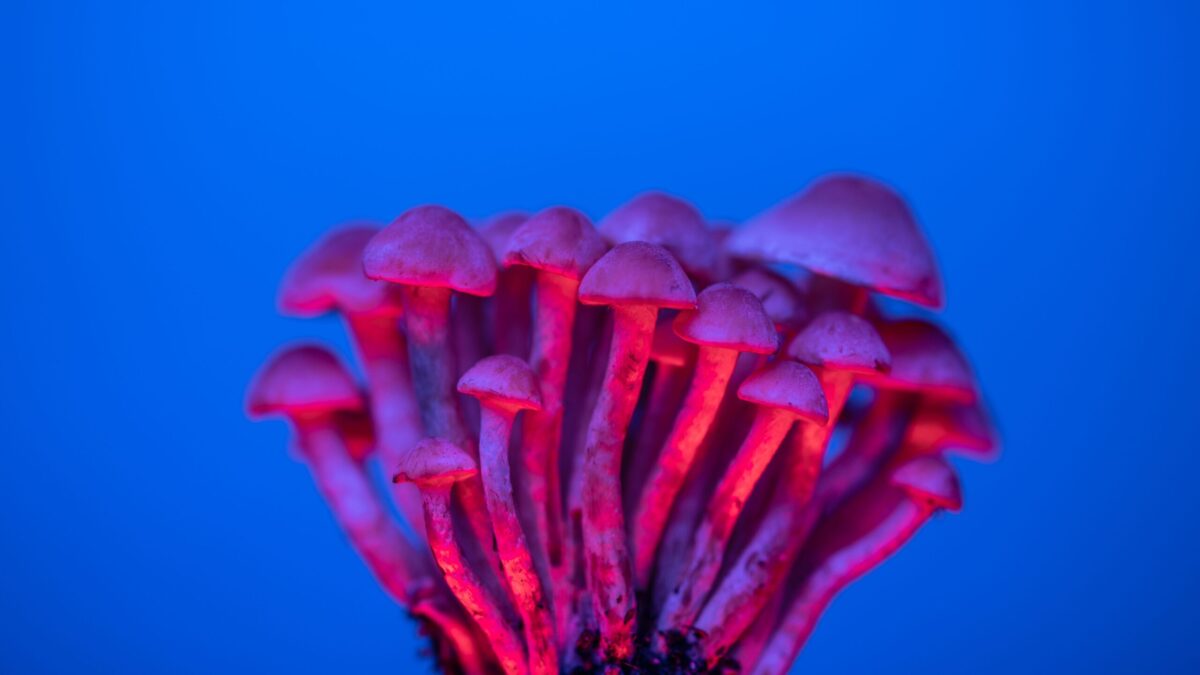 Las Cruces documentary screening puts ‘magic mushroom’ care in the spotlight