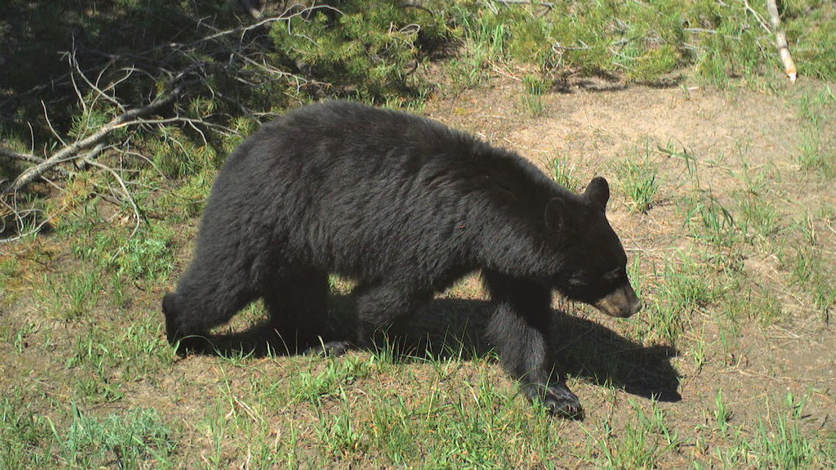 Black bears enter homes and garages in Teton County neighborhoods