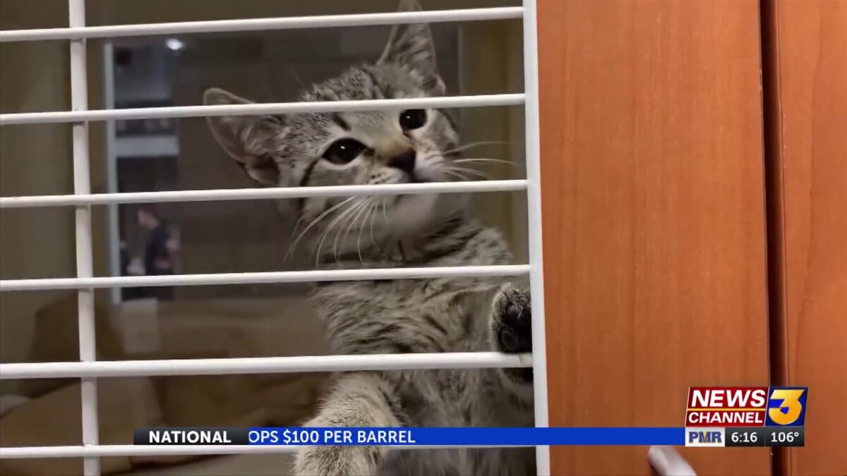 Riverside County cat intake jumps 46% as local rescues battle surge in young kittens