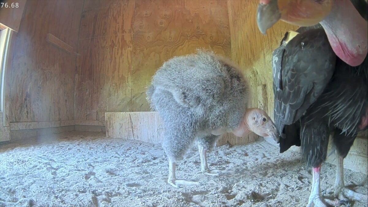 California condor chicks take flight at Oregon Zoo’s Jonsson Center