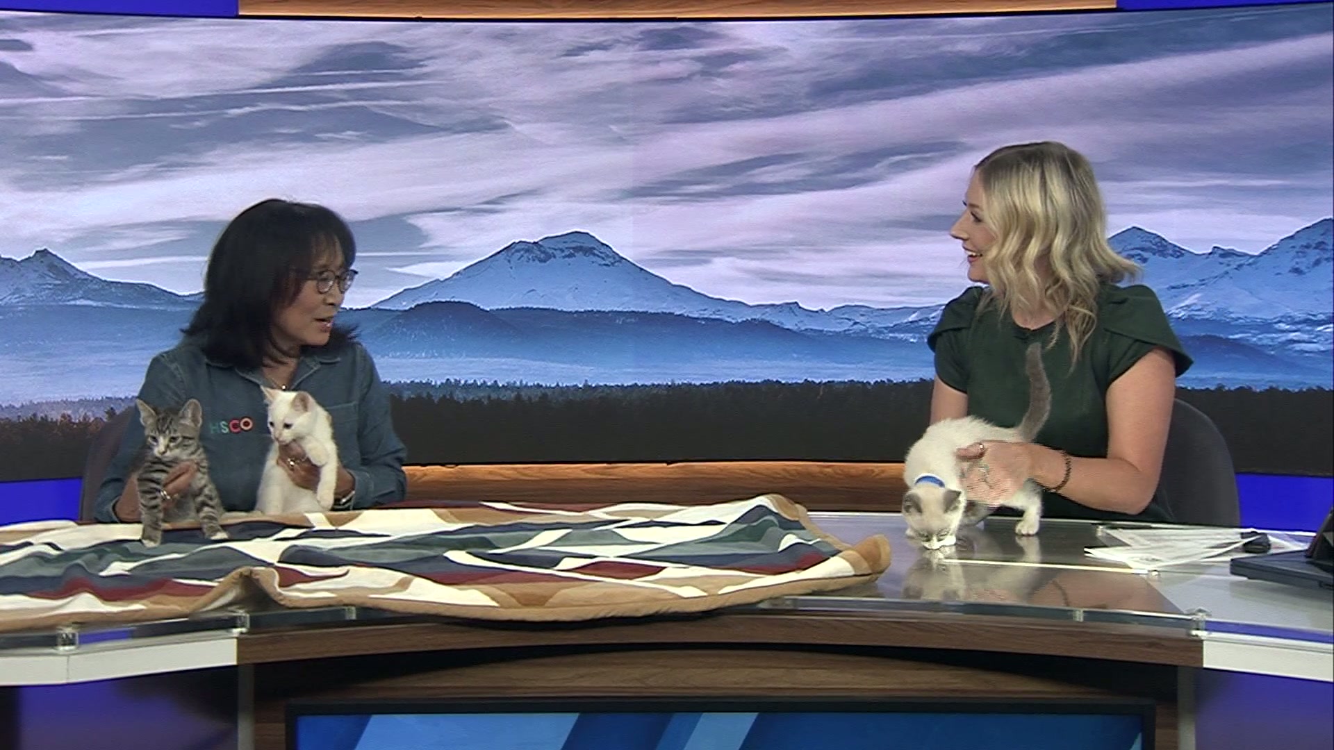 Pet Pals: A bundle of kitten siblings looking for forever homes at Humane Society of Central Oregon