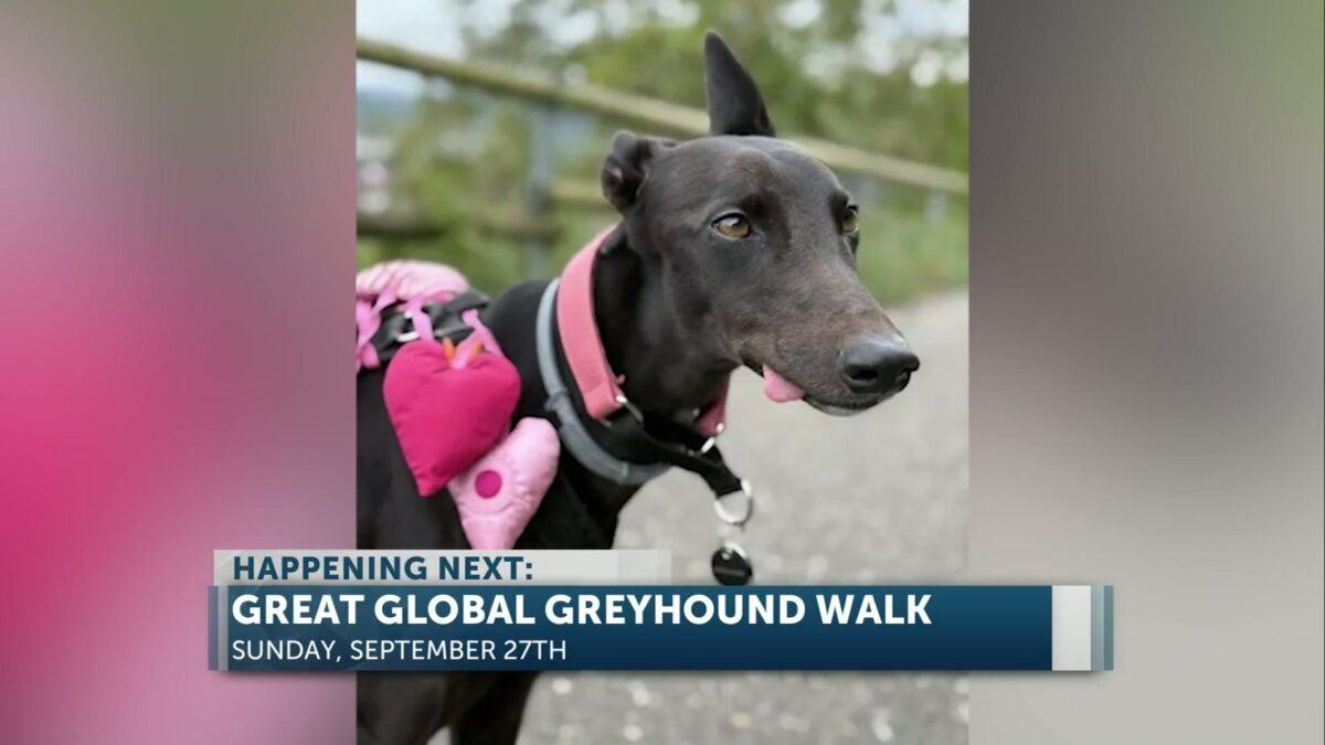 The 2026 Great Global Greyhound Walk will take place in Bend this weekend