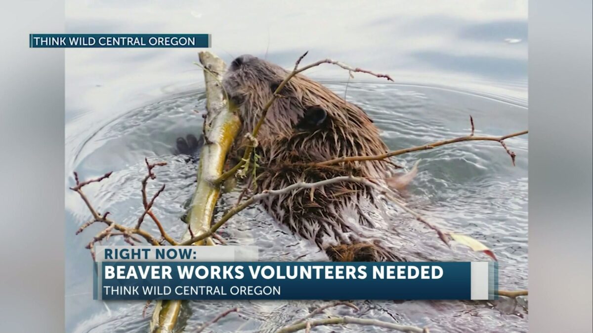 Think Wild seeks volunteers for expanded Oregon beaver restoration season
