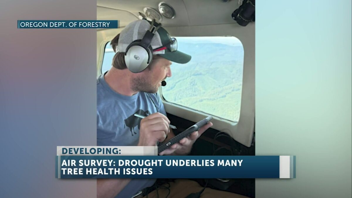New aerial survey finds drought remains key stressor for Oregon forests