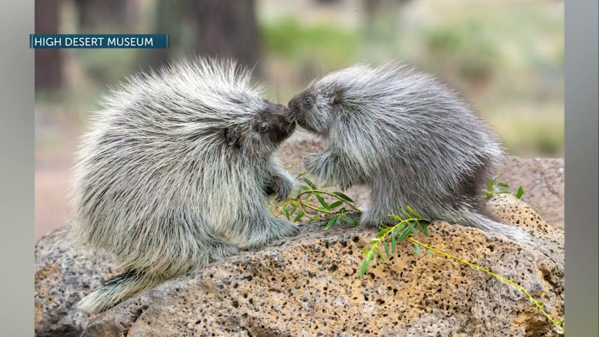 High Desert Museum celebrates National Wildlife Day on Sept. 4