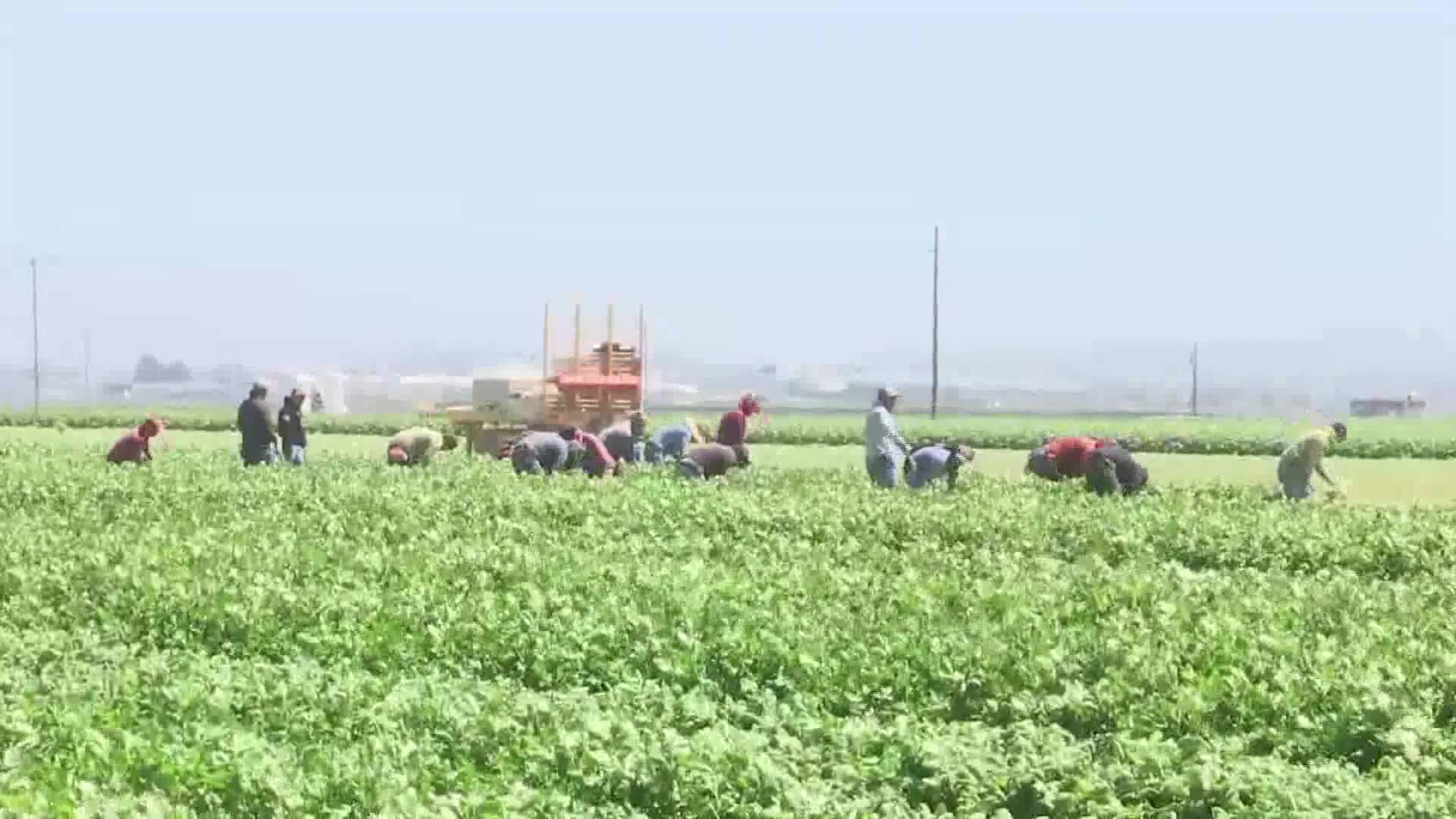 Hottest Day Of The Week Forces Farmworkers