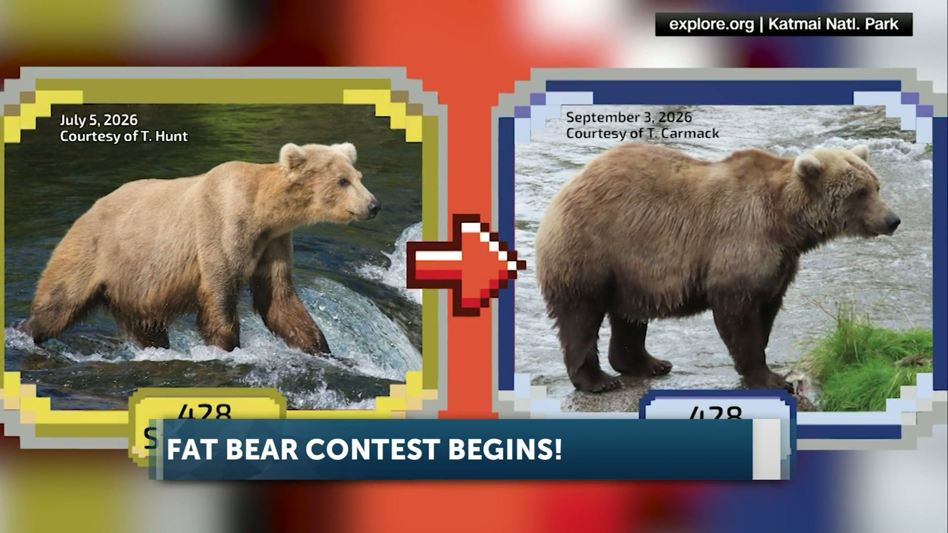 Katmai National Park hosts 12th annual brown bear bracket competition