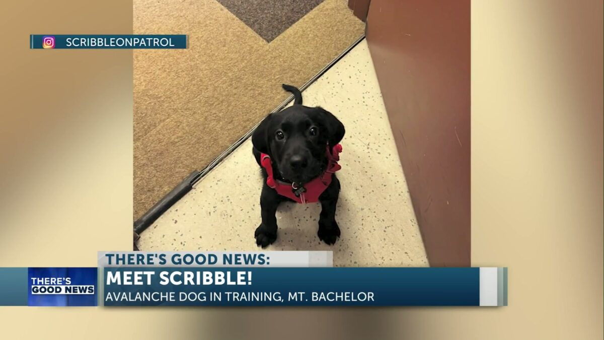 Meet Scribble