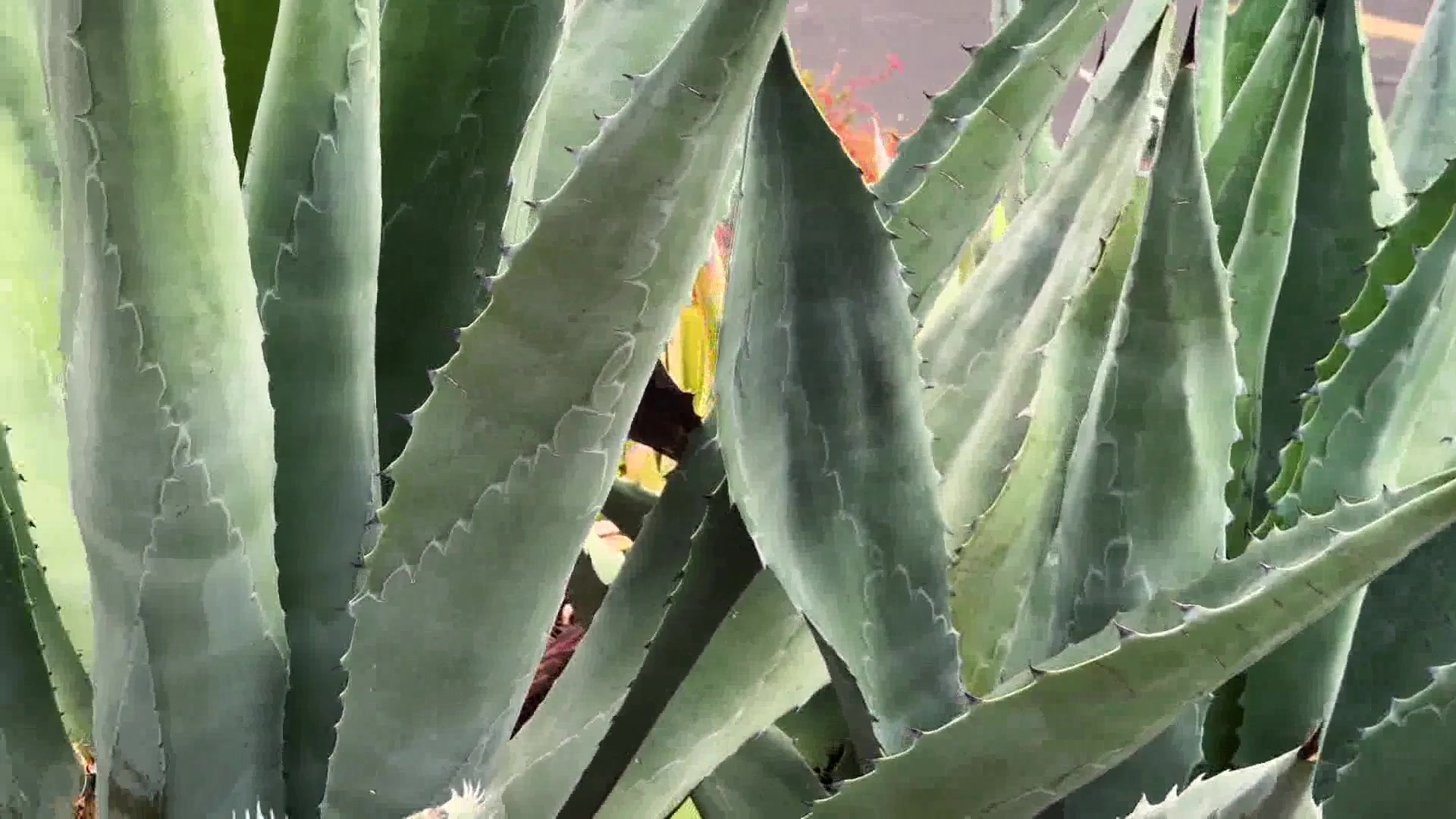 Mezcal Fundraiser Helps Fuel Santa Barbara Museum of Natural History Programs
