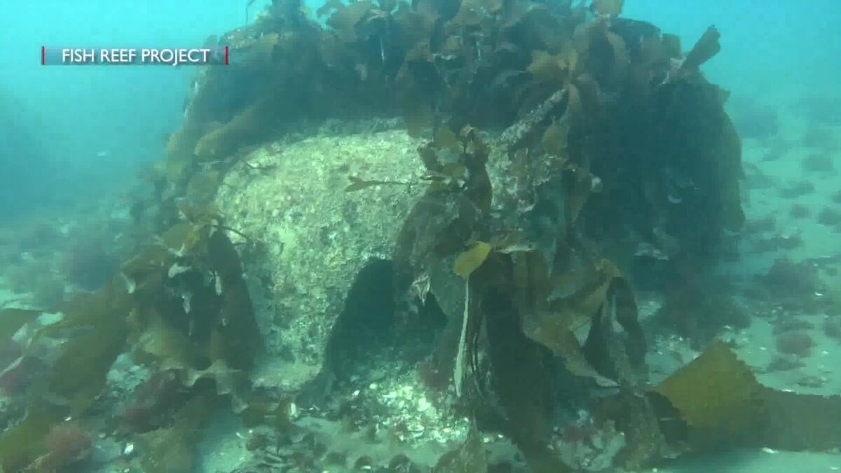 Man-Made Reef Plays Critical Role in Restoring Kelp and Protecting Beaches