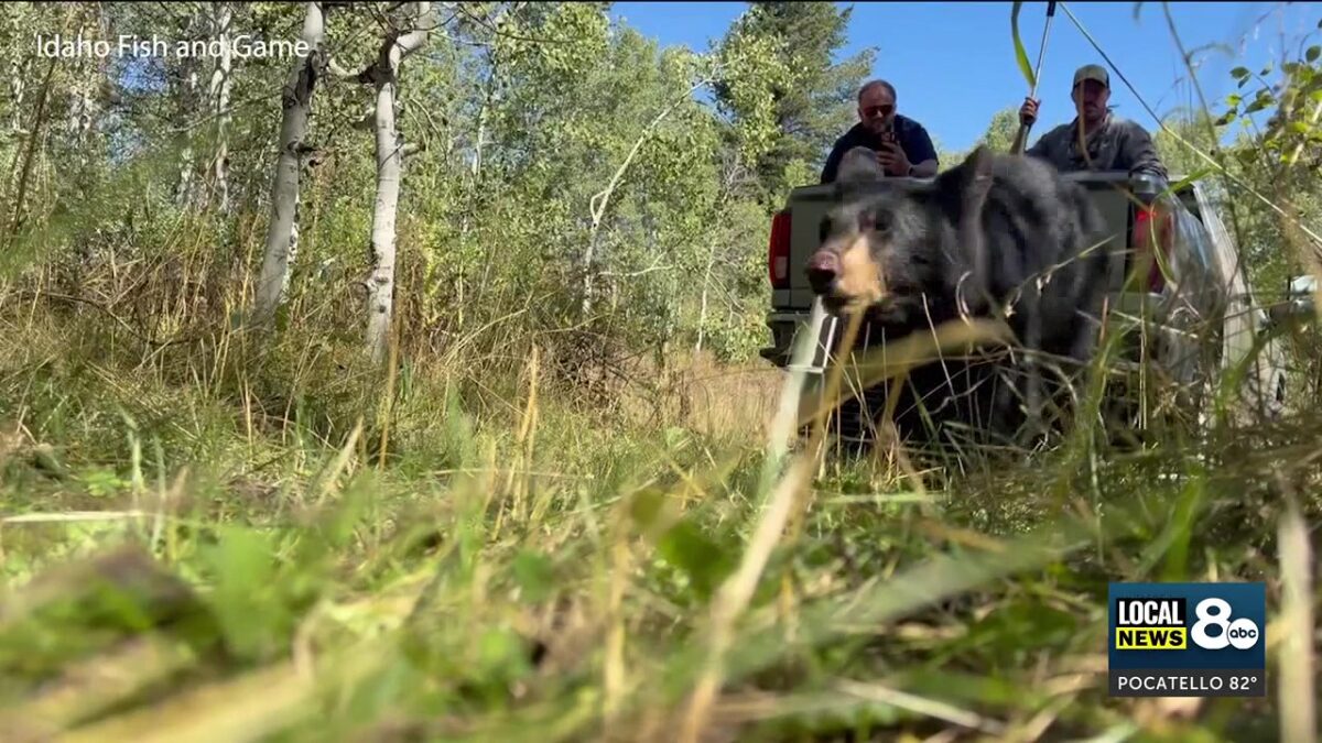 Young black bear makes unexpected visit to Pocatello neighborhood