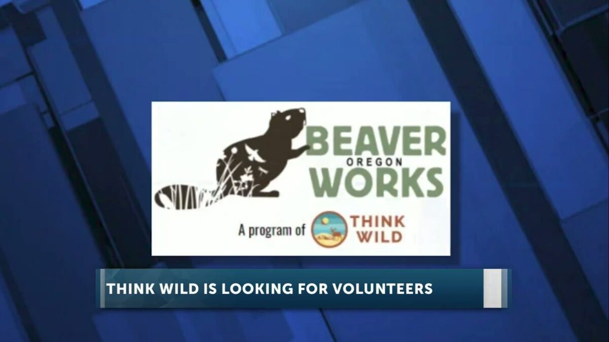 Think Wild seeks volunteers for beaver habitat restoration in Central Oregon