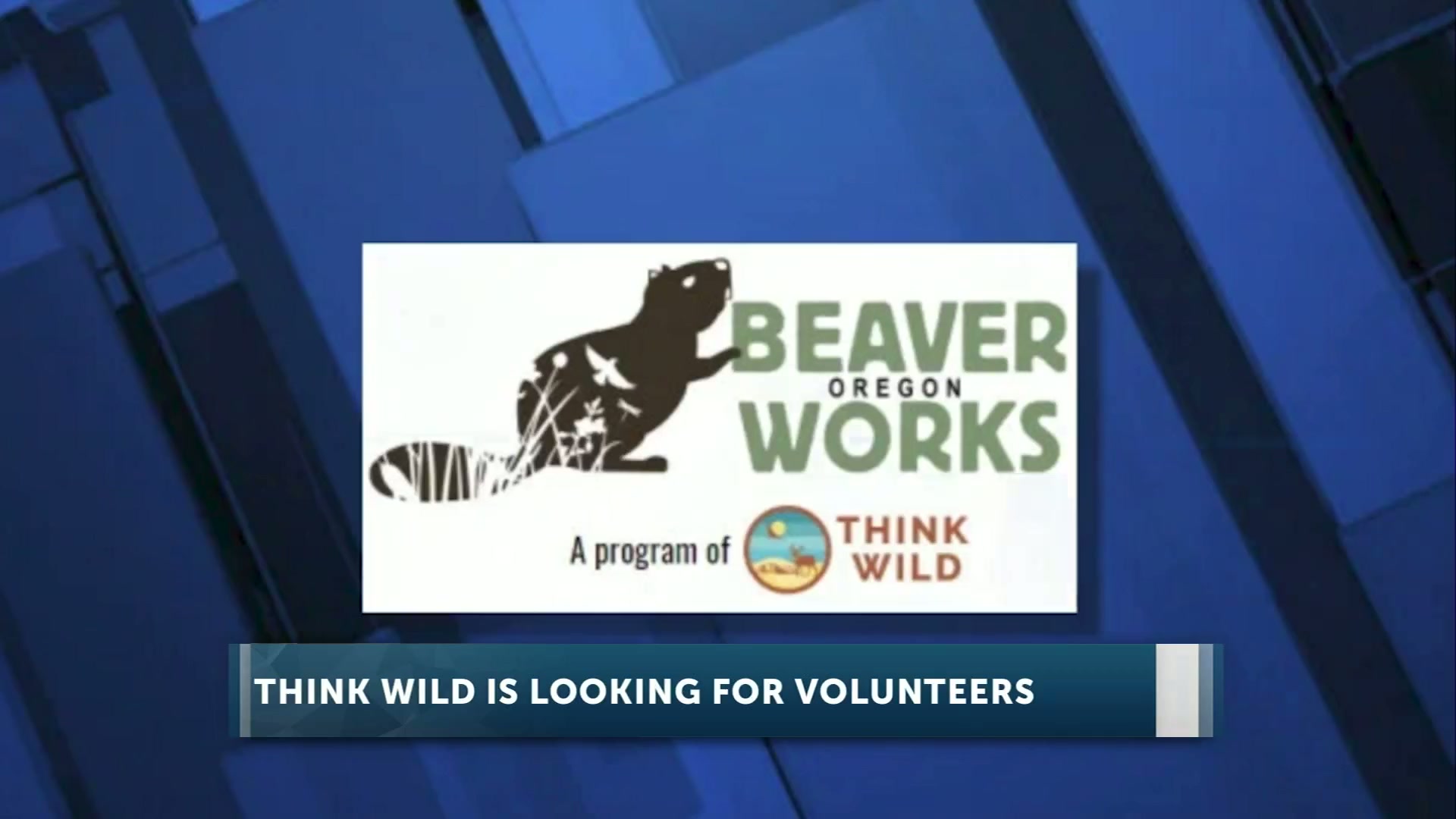 Think Wild seeks volunteers for beaver habitat restoration in Central Oregon