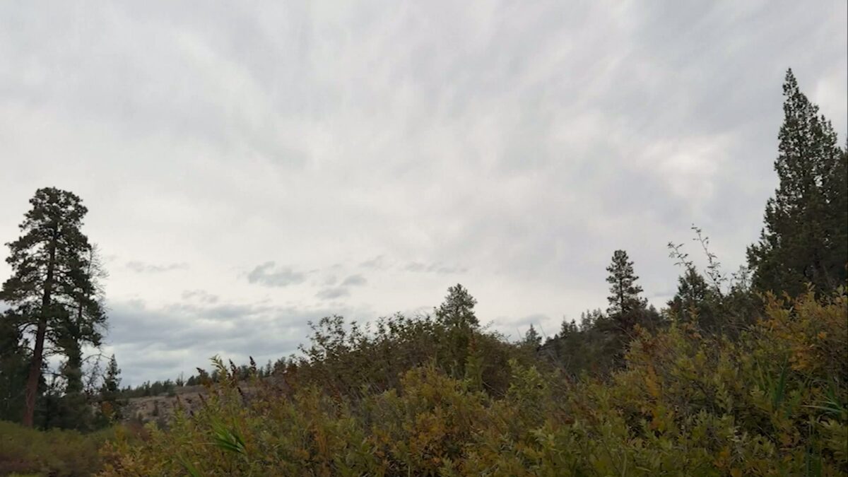 Lights Out: Helping Migrating Birds Across Oregon