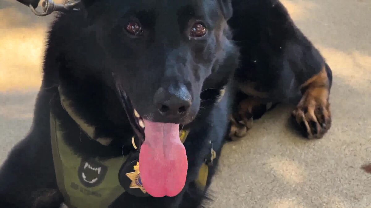 Sheriff’s K9 teams demonstrate field work in Carpinteria