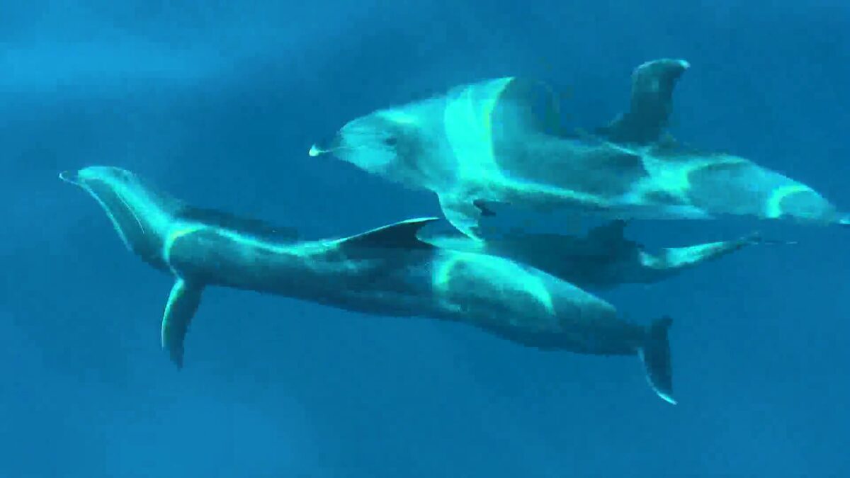 Santa Rosa Island Boat Ride Turns Into Front-Row Wildlife Show