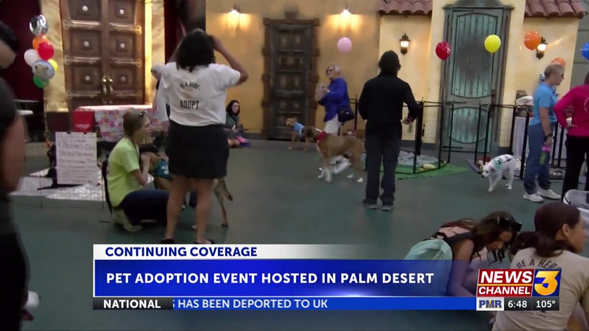 Beating the heat: pet adoption event at BG Plaza