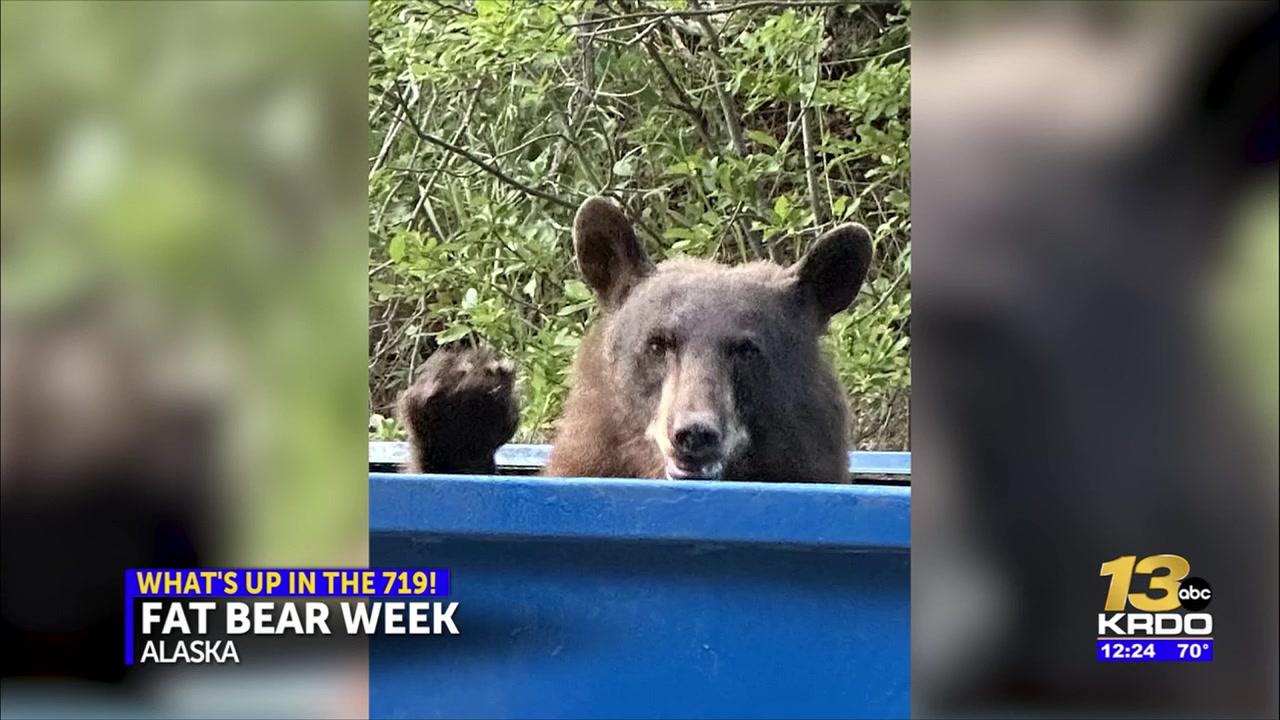 Fat Bear Week: how to vote