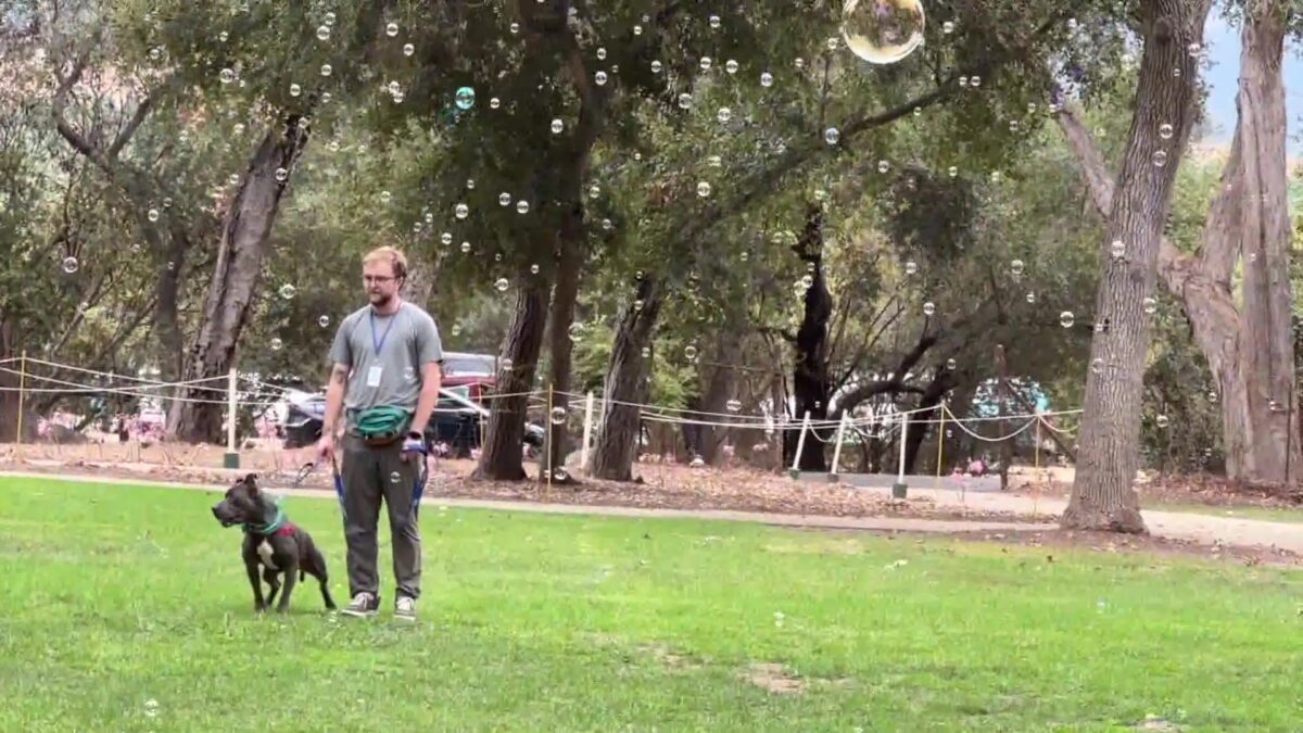 Tails wag for Tails of Hope in Goleta