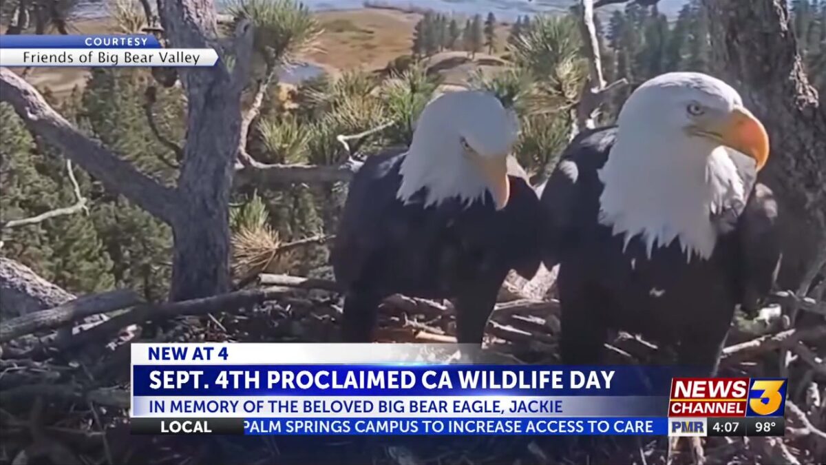 September 4th proclaimed California Wildlife Day in memory of the beloved Big Bear eagle