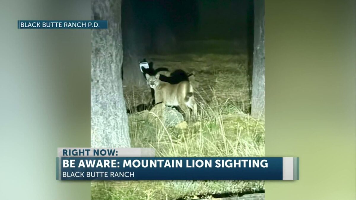 Mountain Lion Spotted in Black Butte Ranch
