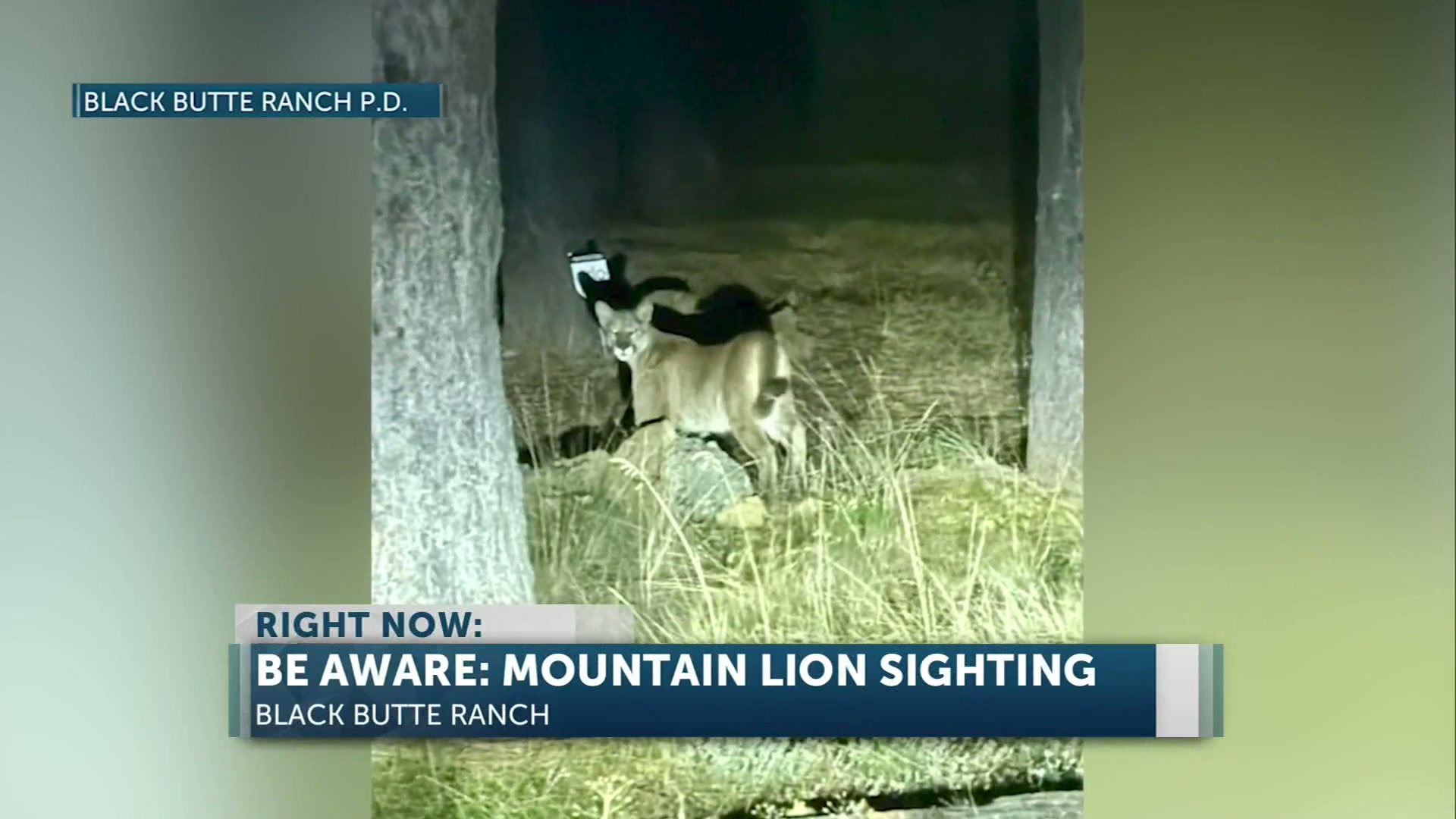 Mountain Lion Spotted in Black Butte Ranch