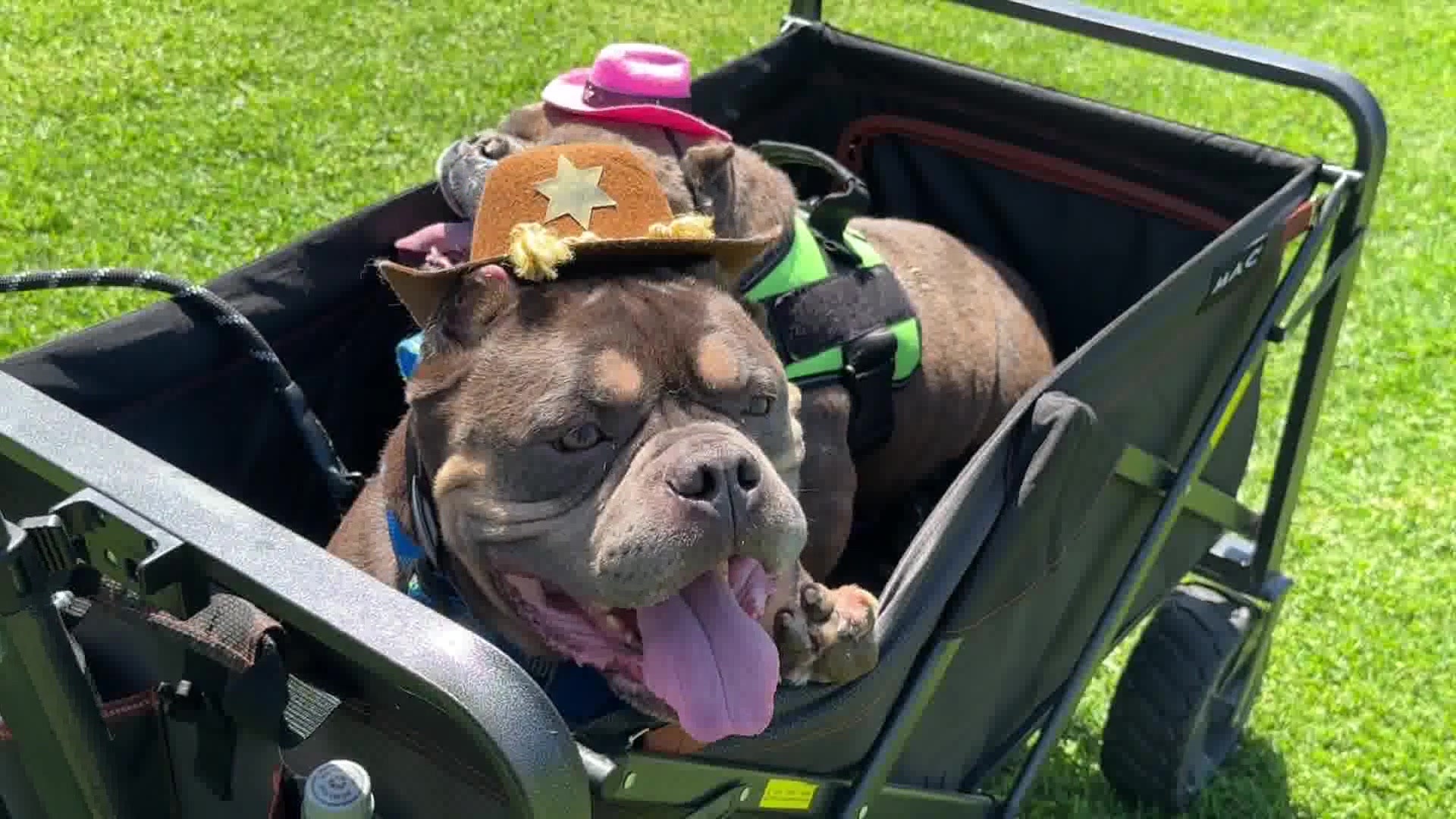 CARL Pooch Parade included adoption opportunities and demonstrations