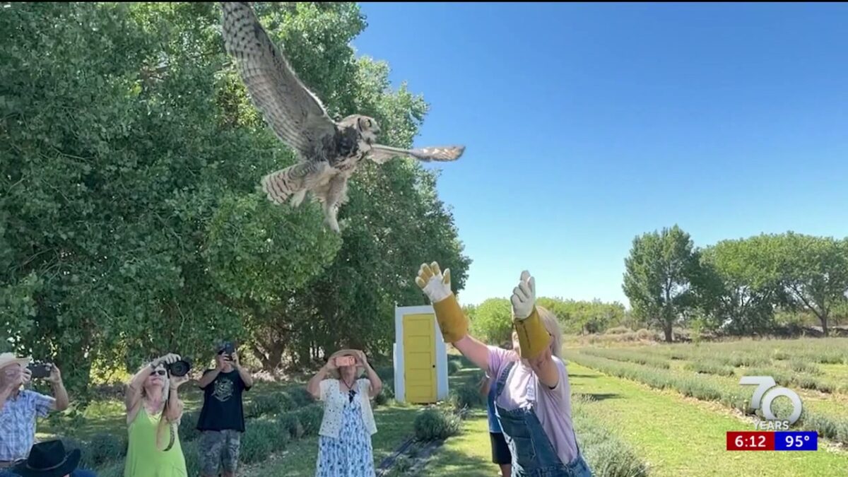 Great horned owl flies to New Mexico skies after successful rehab