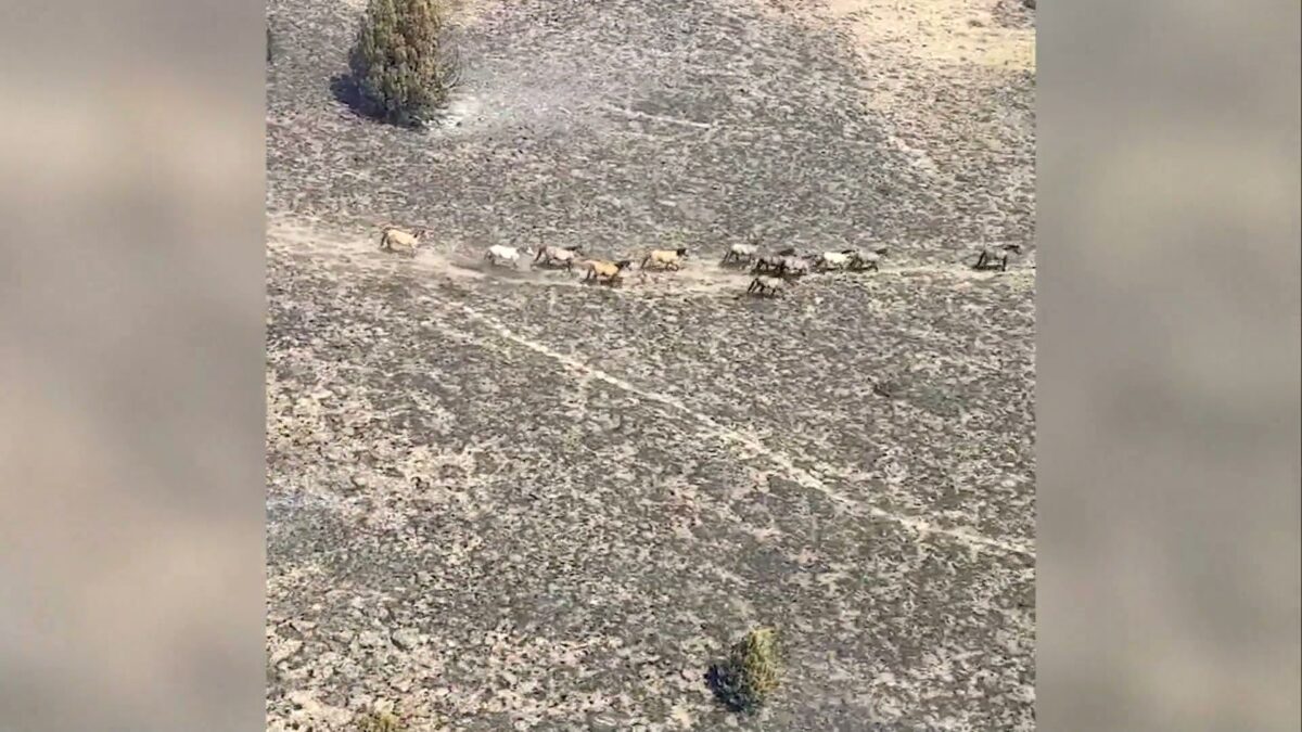 Wild horse rescue at Riddle Mountain delayed by court order