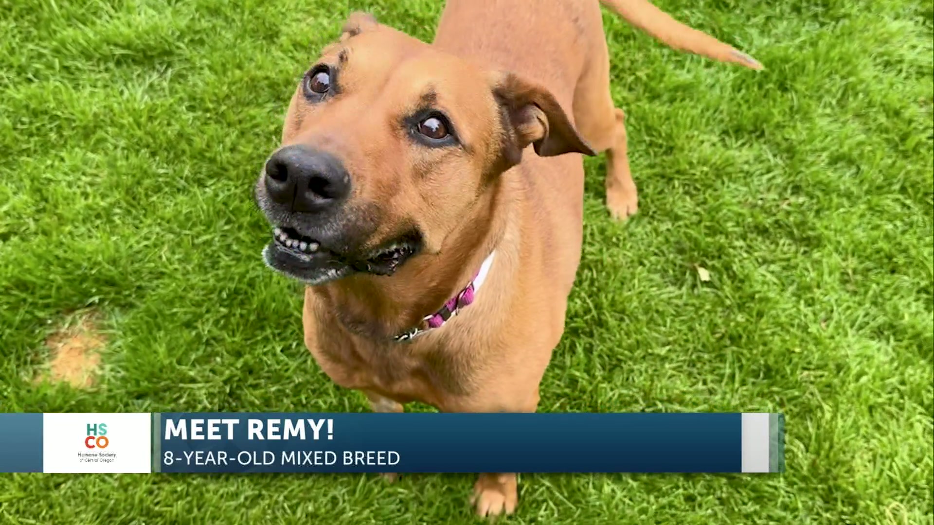 Meet Remy