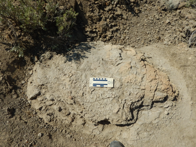 Paleontologists have discovered the first known trackway made by a full-grown Tyrannosaurus rex: four connected footprints found in the badlands of southwestern North Dakota