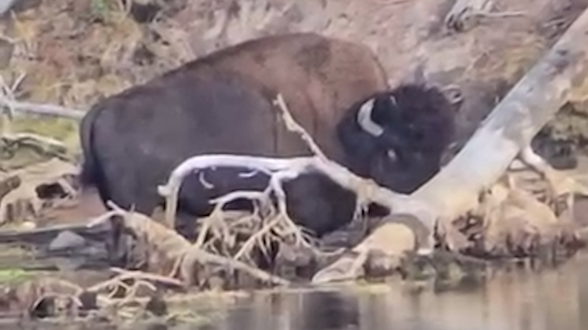 Photographer captures video of injured bison at Yellowstone