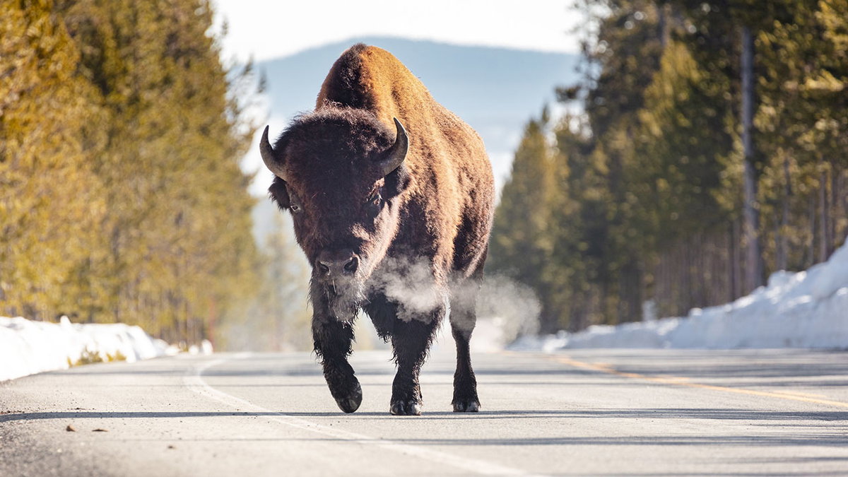 Bye-bye bison: Final countdown before most of Yellowstone closes for winter