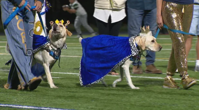 Meet Evergreen High School's first-ever canine homecoming king and queen: Polenta and Norene.