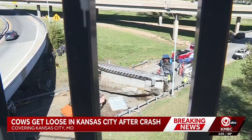 A semi-truck crash on Interstate 70 early sent dozens of cattle roaming through downtown Kansas City.